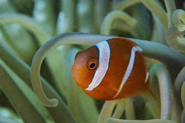 anemonefish1Jan7-24
