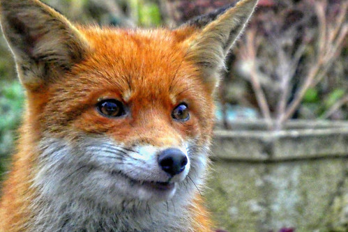 Fox in the garden