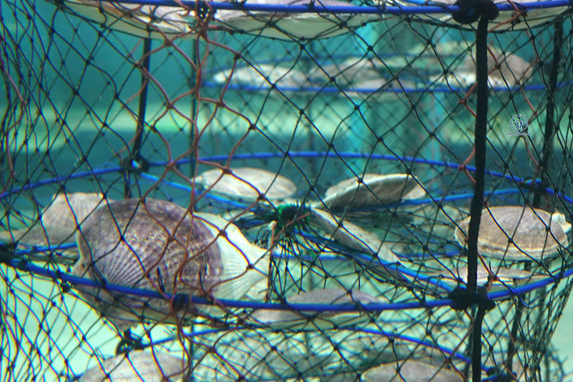 asamushi aquarium scallops in net