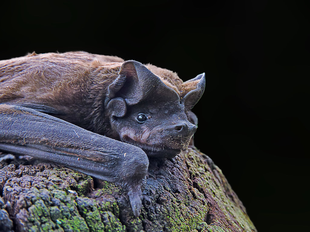 Morcego-de-cauda-grossa (Molossus molossus)