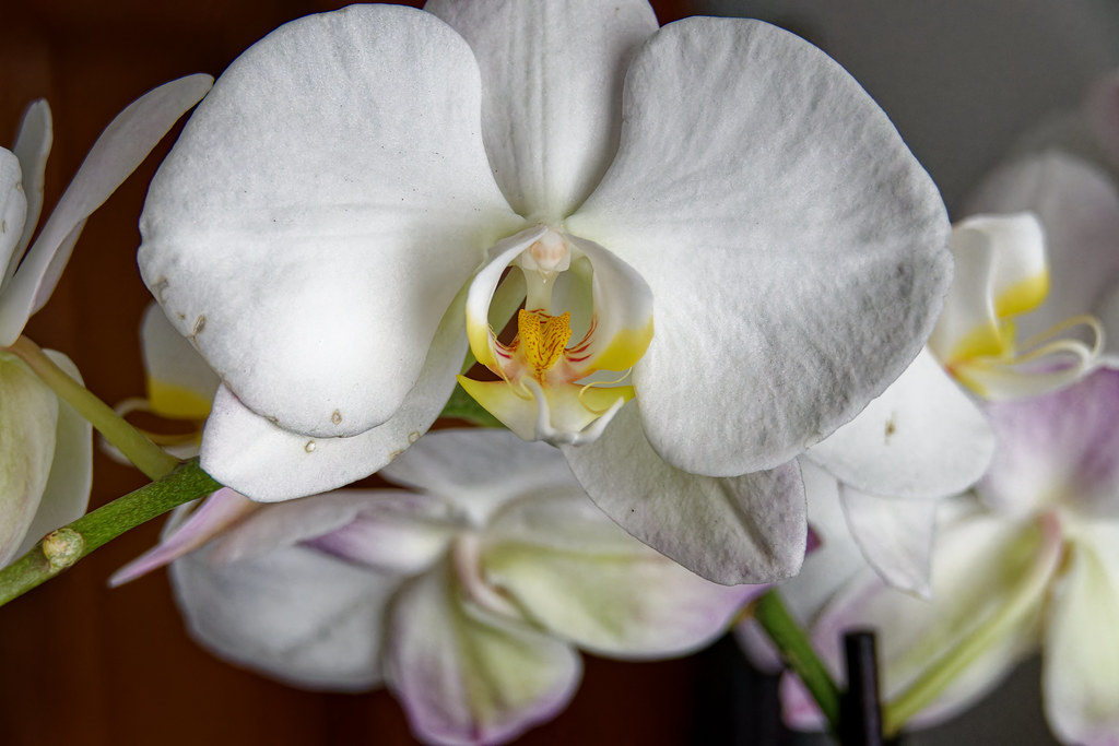Macro d'orchidée - Macro of an orchid