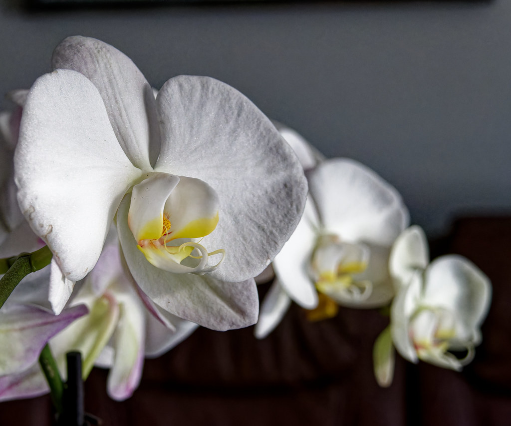 Dégradé d'orchidée - Orchid gradient