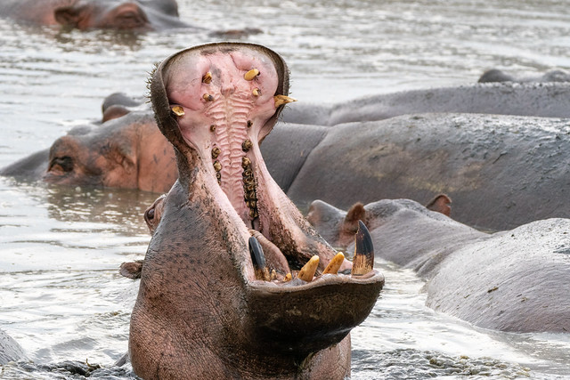 Hippo yawns, opening up his large jaw and mouth, showing teeth. Serengeti National Park Tanzania