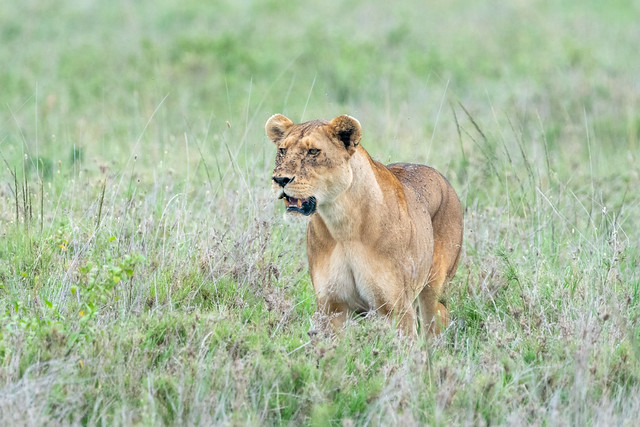 Lions hides in the tall grass, watching prey as they hunt - Serengeti National Park