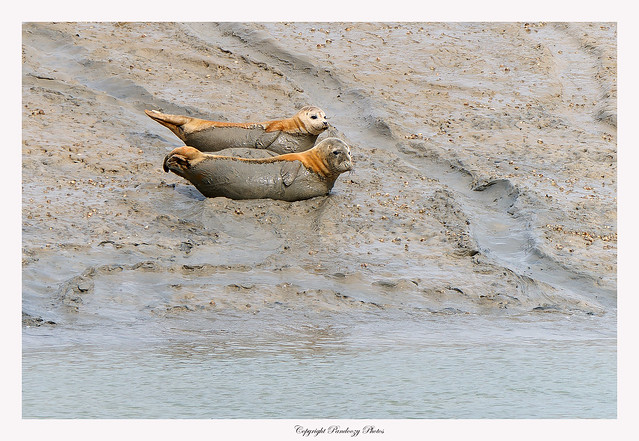 Pair of Common Seals -Phoca vitulina at Sovereign Harbour, Eastbourne, East Sussex. UK