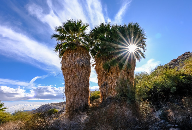 Mountain Palm Springs - starburst