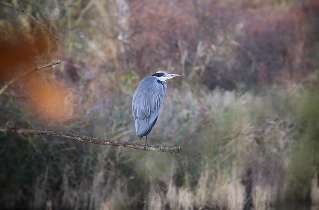 Grey heron @Abdij van Park Heverlee