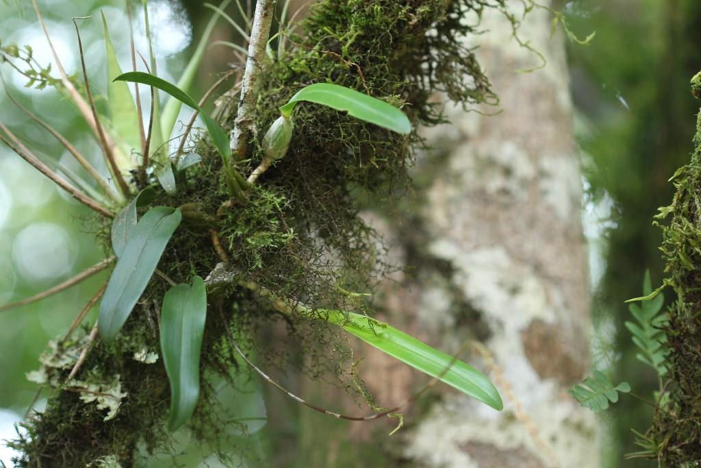 Bulbophyllum granulosum in situ