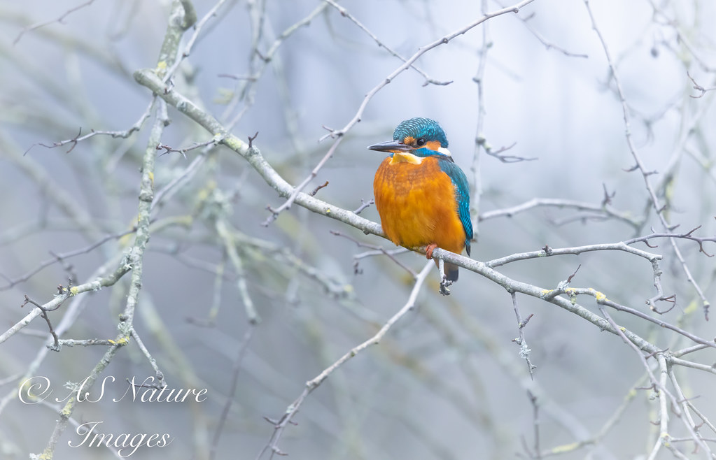 Winter Kingfisher
