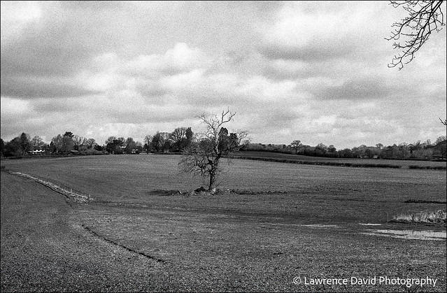Dead Tree near Brailsford