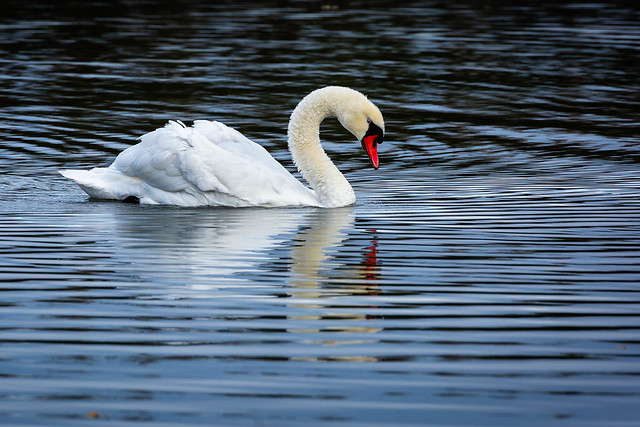 Proud Swan