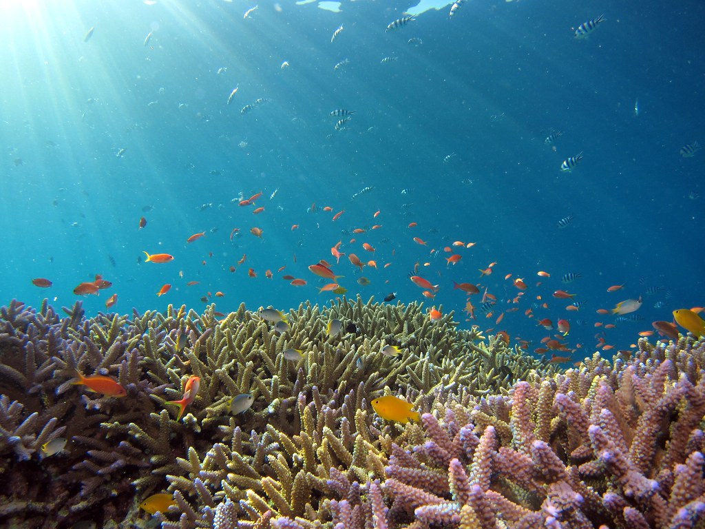 雖然珊瑚礁只佔海底面積約0.2%，卻為超過1/4的海洋物種提供了棲息地。照片來源：Hiroko Yoshii／Unsplash
