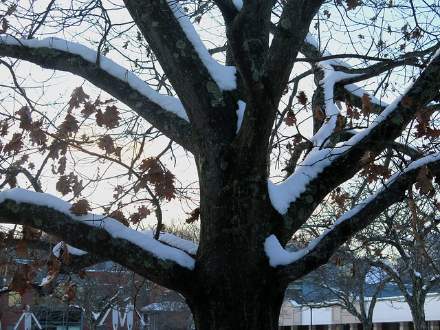 Snow-Covered Tree