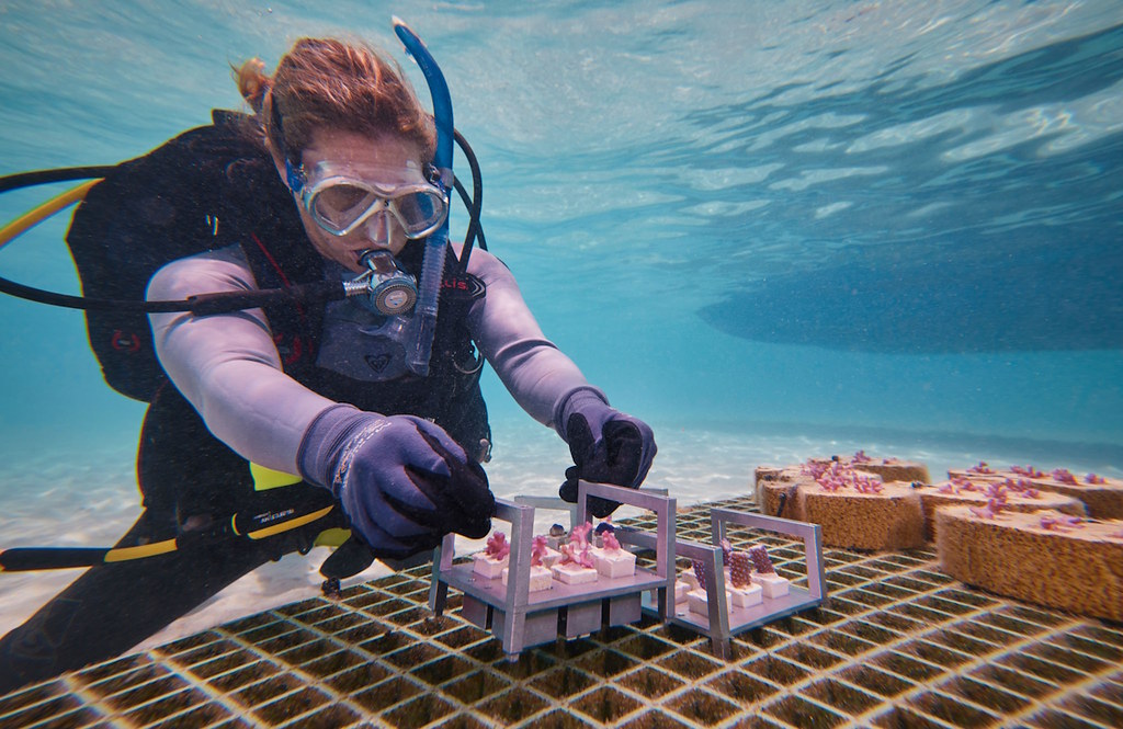 科學家福斯特（Taryn Foster）將用來培育珊瑚礁的底盤分批放入海中。照片來源：AUTODESK新聞稿