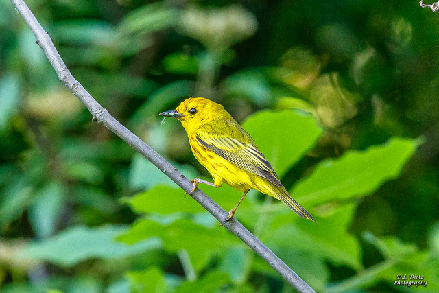 Yellow Warbler - 2021-06-16