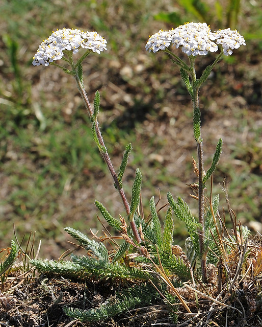 Achillea millefolium RYLLIK Common yarrow / Gemeine Schafgarbe