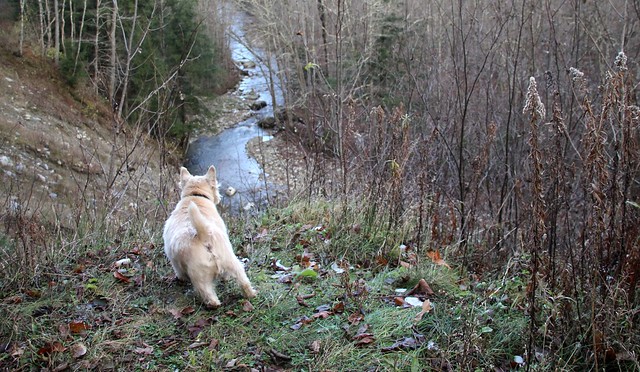 Diggs checks out the North Branch of the Cold River - 11/16/23