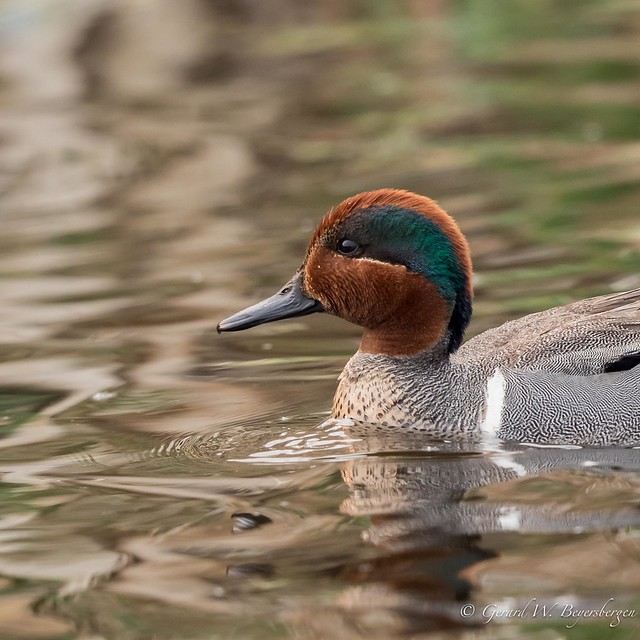 Green-winged Teal - Male
