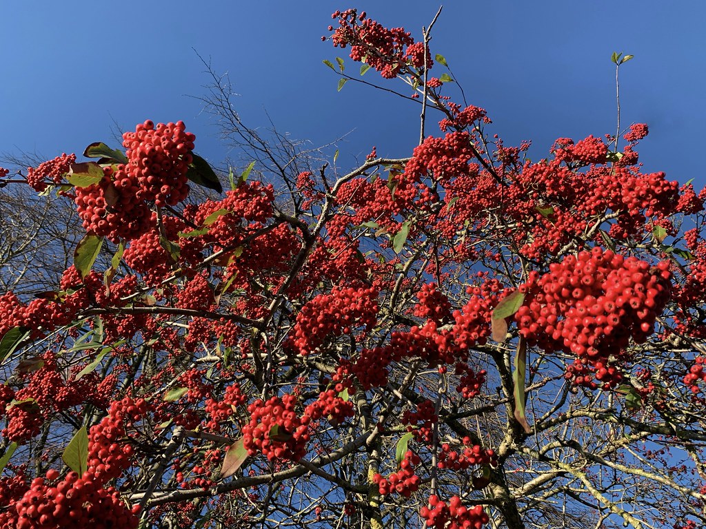 Red berries, blue sky