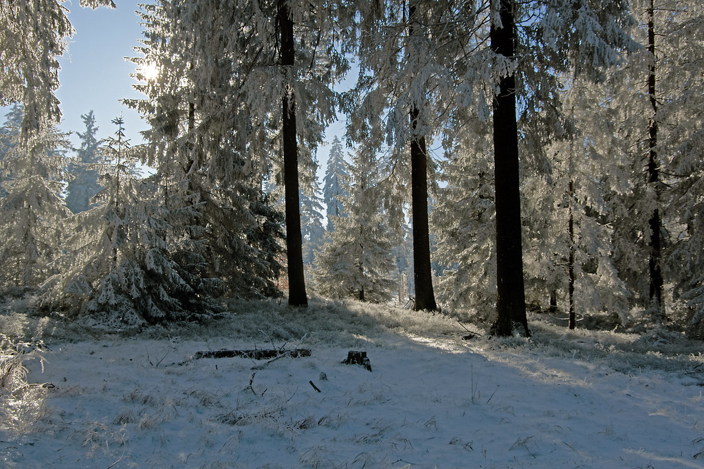 Winterwald bei minus 12°C