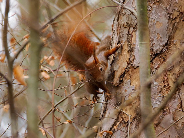 Red Squirrel in the Trees