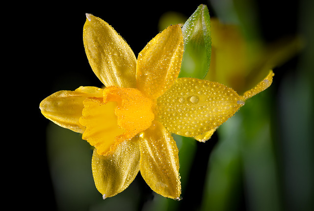 The little daffodil and the waterdrops