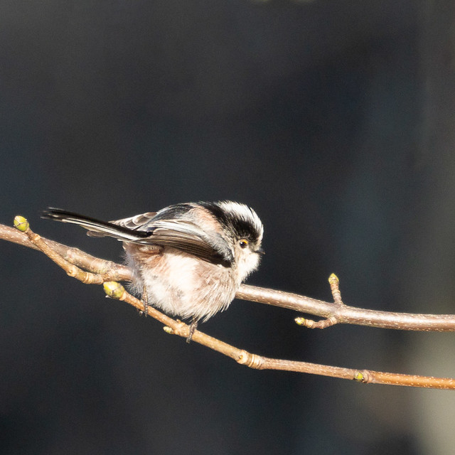 Staartmees [Long Tailed Bushtit]
