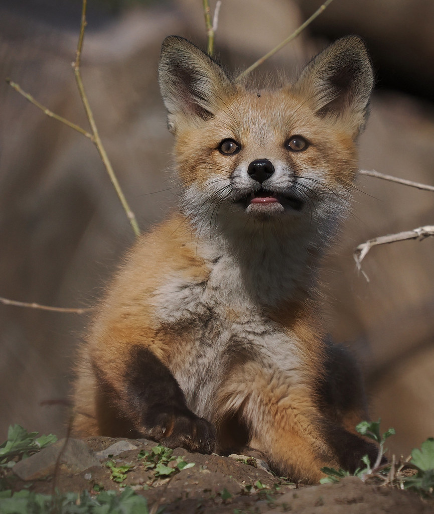 Red Fox Kitt