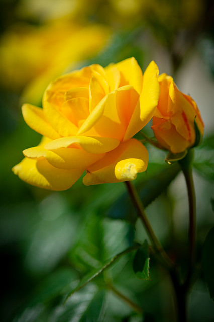 Little yellow roses