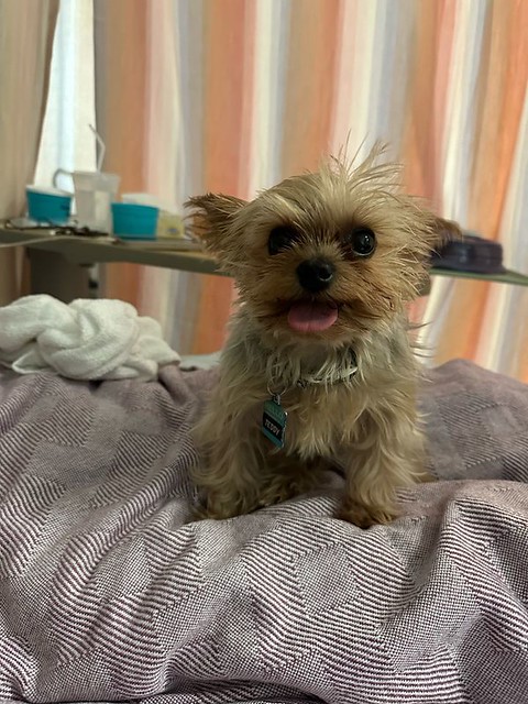 LOST small tan toy Yorkie dog in #midnapore since 1st week of January. Call 403-669-5237 if sighted/found. DO NOT CHASE! Pls share, watch, help to find Teddy! ---------------------------------- Rec'd by email: Good day.  A senior friend lost his toy yorki