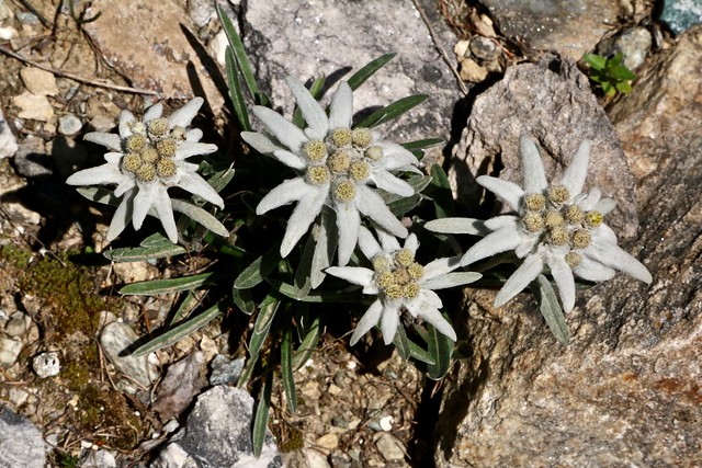 Leontopodium alpinum, Alpen-Edelweiß
