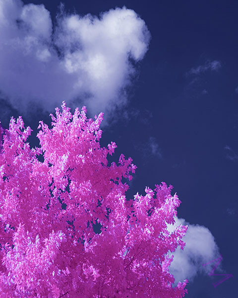 Tree Pink IR