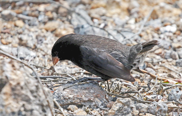 Small Ground Finch (m) - Geos[piza fuliginosa (Endemic species)