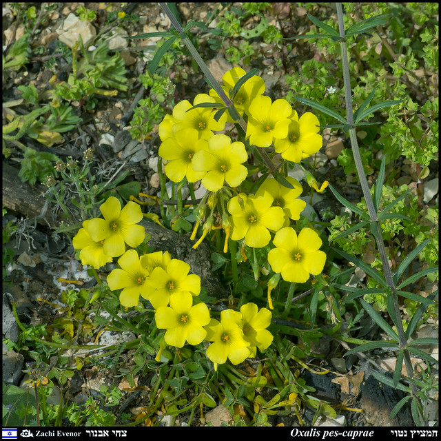 Oxalis pes-caprae - Flowers in the Judean Mountains 2023-03-05 IZE-336