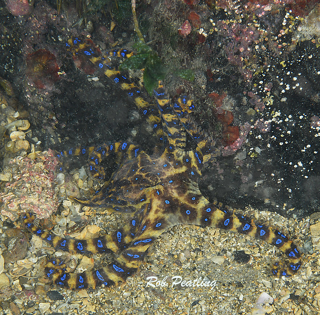 Blue Ringed Octopus.