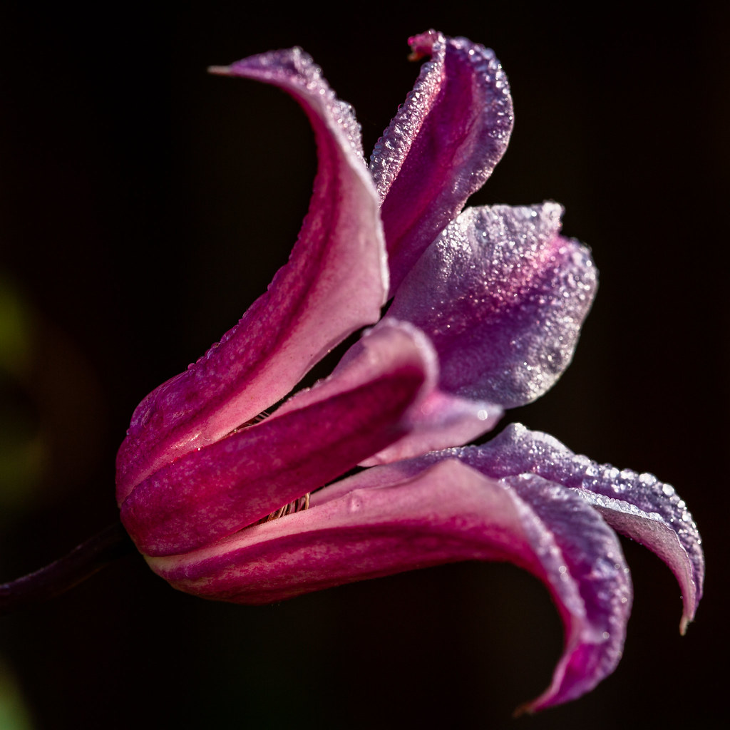 Clematis, the flower in my garden
