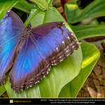 At Niagara Butterfly Conservatory 2 