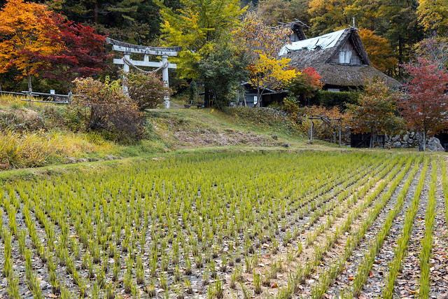 Japanese Rice Field