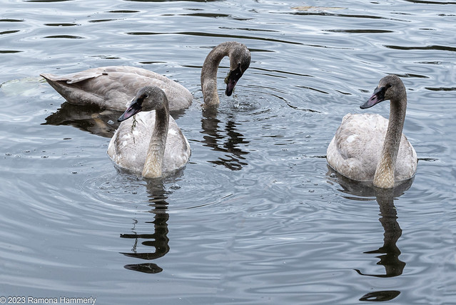 Juvenile Trumpeter Swans Feeding