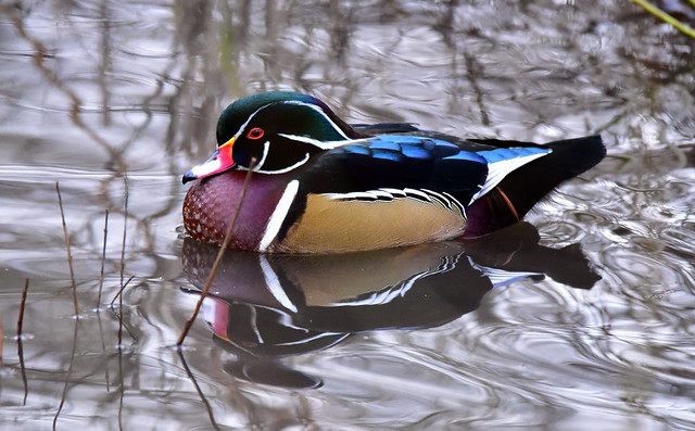 Wood duck in the pond weeds