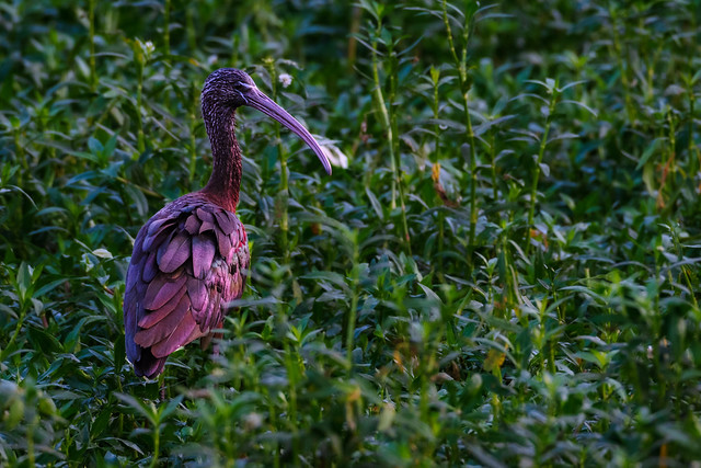 Emerald Jewel Amidst the City: A Glossy Ibis at Powai Lake
