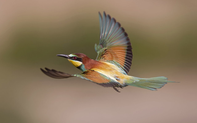 European bee-eater/Guêpier d'Europe
