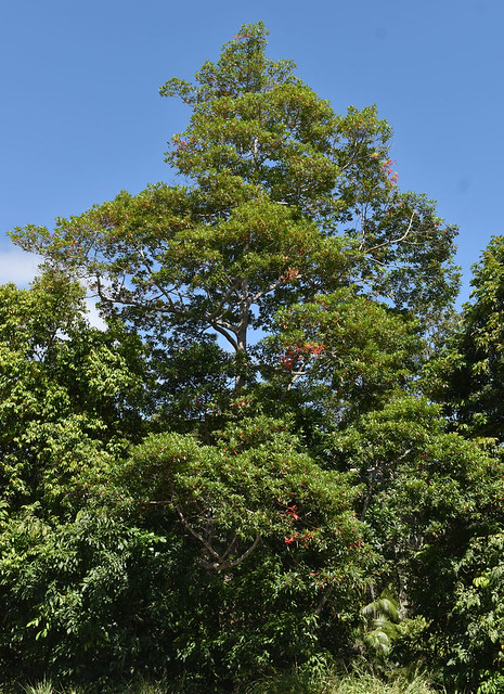 Elaeocarpus grandis, Kuranda, QLD, 16/11/23