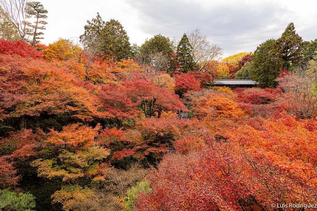 Los colores del oto&ntilde;o en el templo Tofukuji son impresionantes