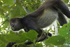 Cobá, život nad hlavami, spider monkey, foto: Petr Nejedlý