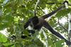 Cobá, Mexican spider monkey, foto: Petr Nejedlý