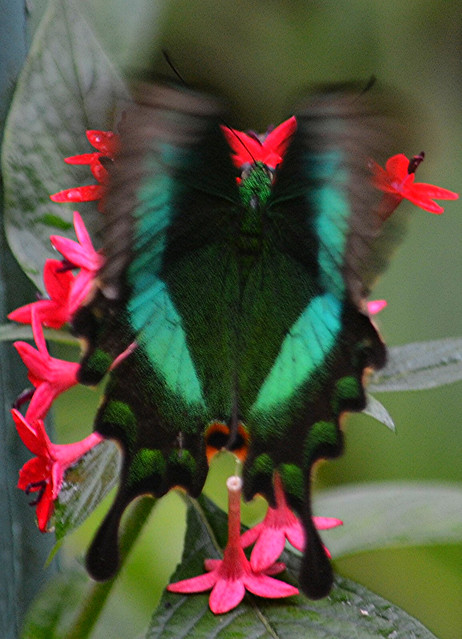 Fluttering butterfly on rosy flowerettes