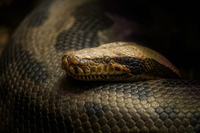 Indian python