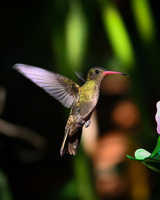 Gilded Hummingbird - Argentina (Explore 2024.01.11)