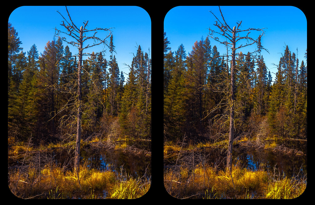 Backcountry pond 3-D / CrossView / Stereoscopy